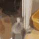 catadhd